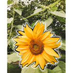 Sun Flowers =w=