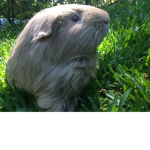 Guinea Pigs !!! Games! Clothes! Advice! And More!!
