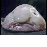 Fiji fish taste bad