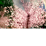 Pink lovley Blossom squad