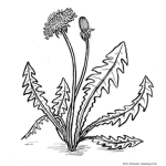 the plant family fan group