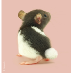 CUTE RATS!