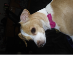 Dogs are cute and amazing