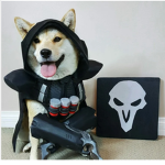 DOGE/CLAN