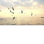 BirdClan wcue