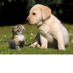 Kittys vs puppies