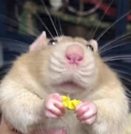 Rat Rat Army