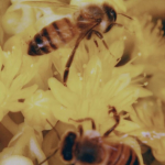 - honey bees -