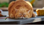 My gato is fatto