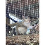 Team squirrel Queen