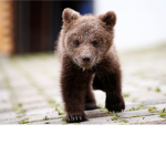 Cub Cafe!