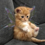 fae’s fairies !