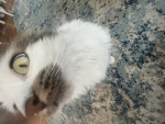 Cat Club 0w0