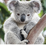 KOALASEB Crew