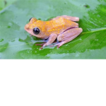 Frog Army Nation