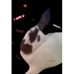 Traum Hase