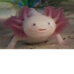 Axolotls United!!!!!