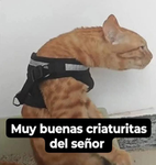 kevinqueque gang