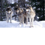 we are the wolf pack