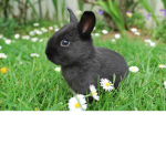 my bootiful bunnies