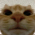 Pink Nose Nation