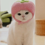 Kittens army 4everr!!!