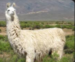 Welcome to the Lama world!”