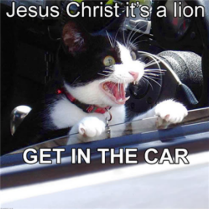 funny_cat Roblox decal