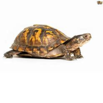 jimmy the turtle squad