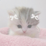 ʚK1ttnsɞ