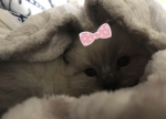 My litt1e kittens
