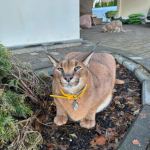 pumba caracal fan club