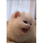 Pretty girl cats