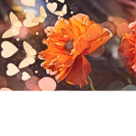 Gxssy Oranges