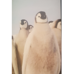 The PenguinArmy