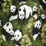 Kingdom of the Pandas