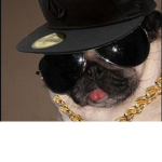 swager dogs