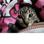 {kitties}