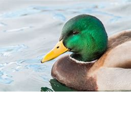 Duck Guys Facility