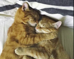 meowalicious x swipe games
