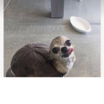 4Rzzz.146
