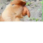 Slaba Grupa LuL