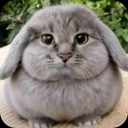 🐰 KMM