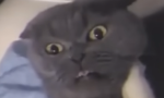 MS / Meow Services