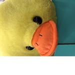 Ducks please join