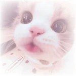 kittenish' Group Thumbnail