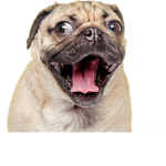 PugCeption