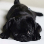 The coolest pug’s