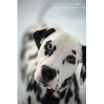 Dog People!!!