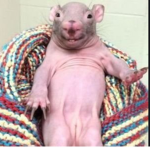 Ratslovecheese